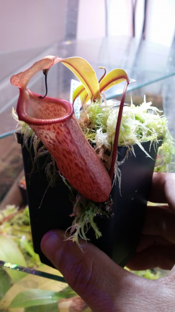 Nepenthes ventricosa x xyphioides