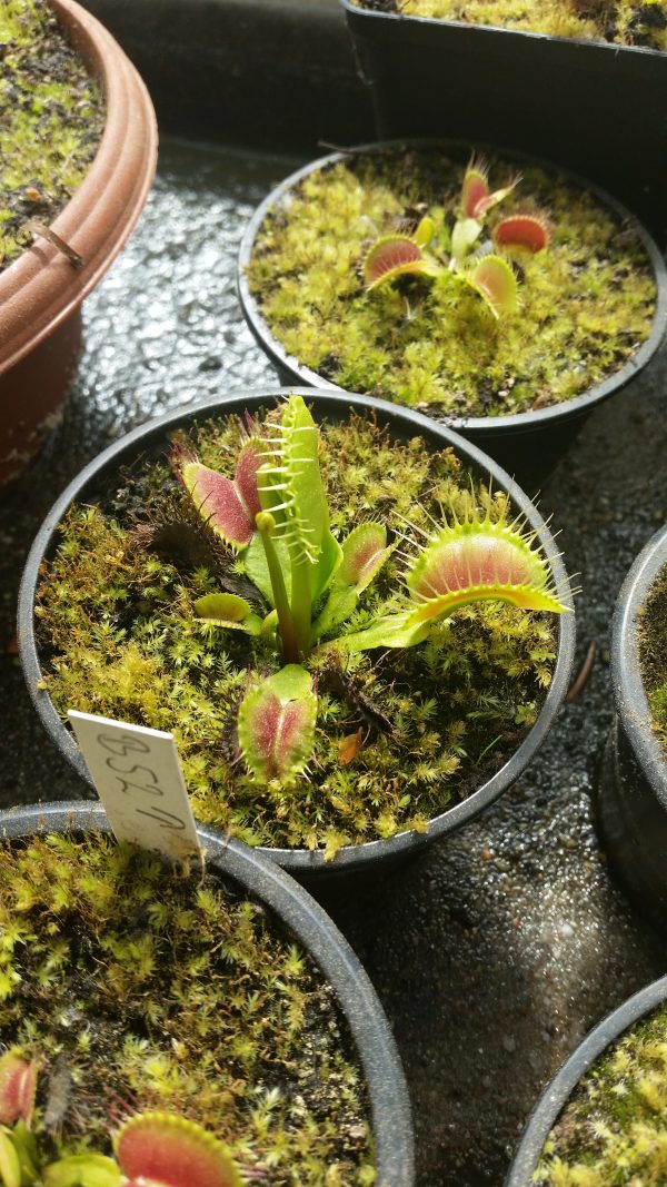 Dionaea B52