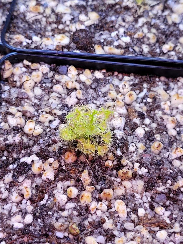 Drosera peltata