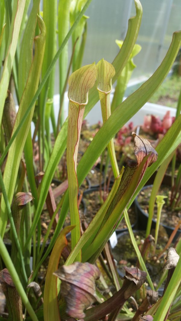 Sarracenia Angebot 3, 5 Pflanzen – Bild 5