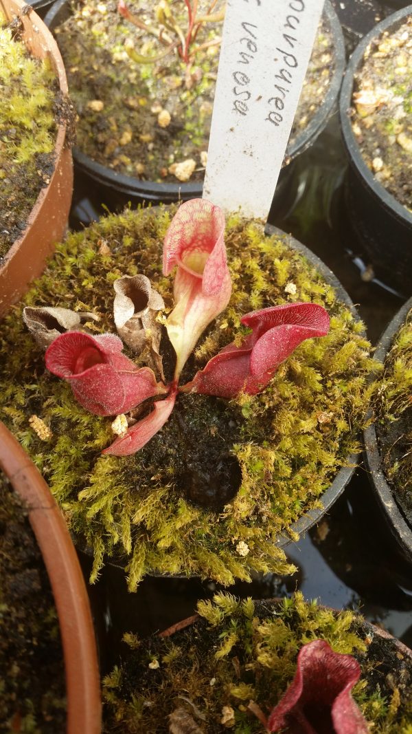 Sarracenia purpurea ssp. venosa