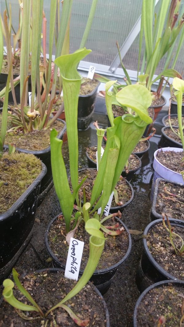 Sarracenia oreophila
