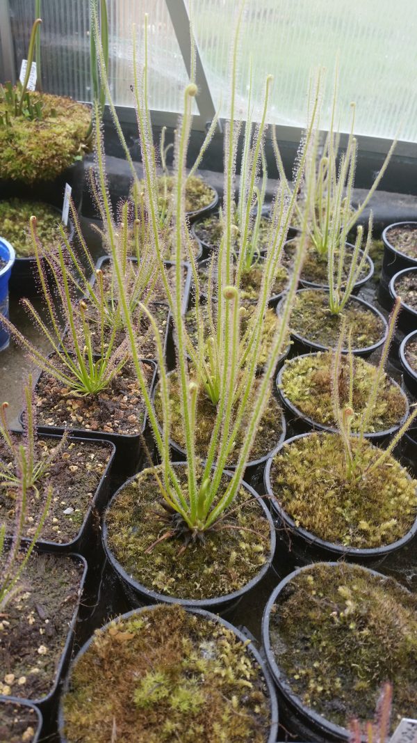 Drosera filiformis