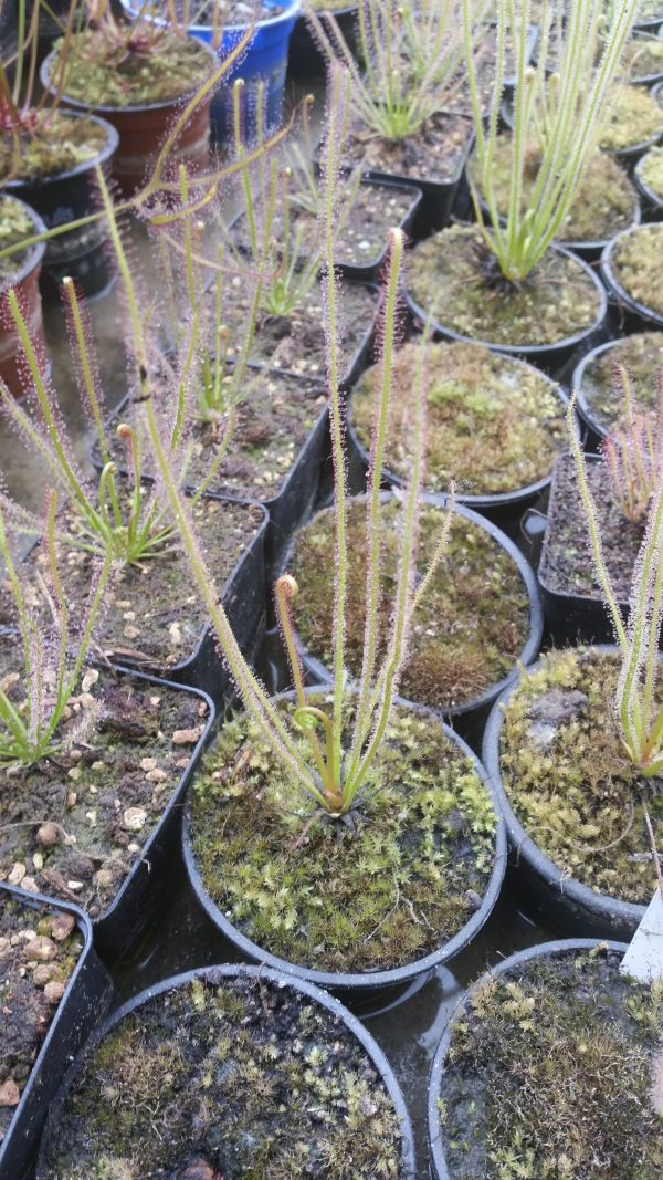 Drosera filiformis – Bild 2