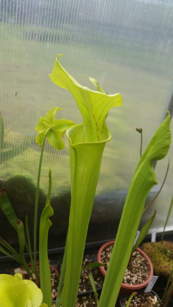 Sarracenia flava old german