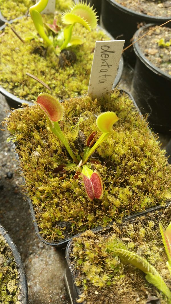 Dionaea dentata