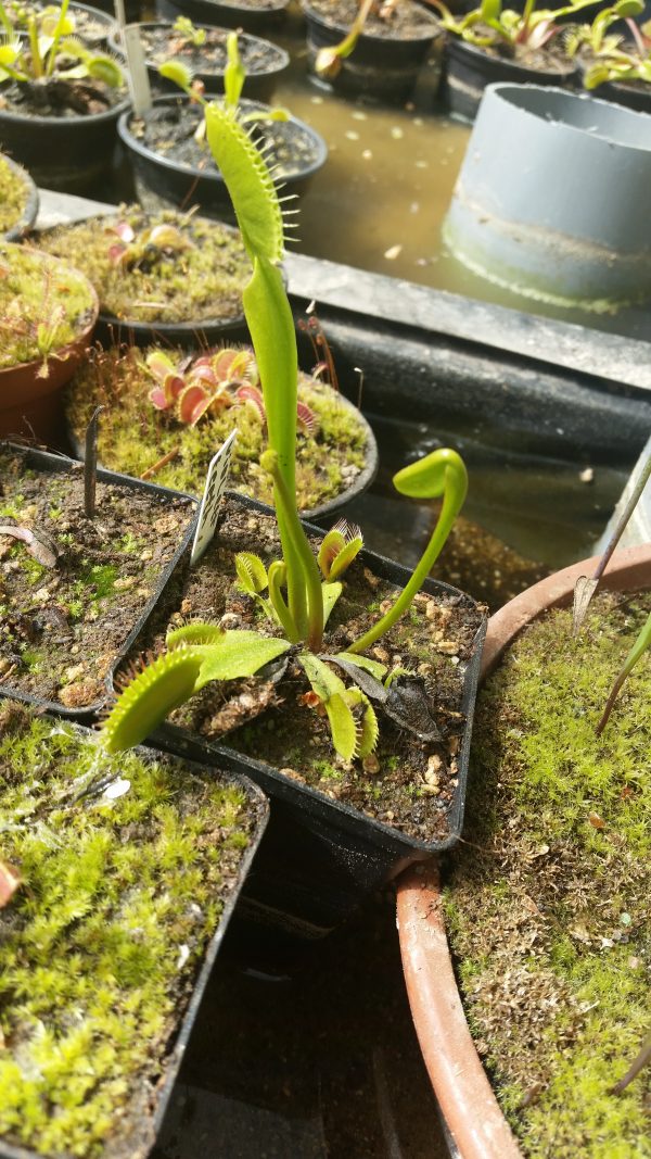 Dionaea violett teeth