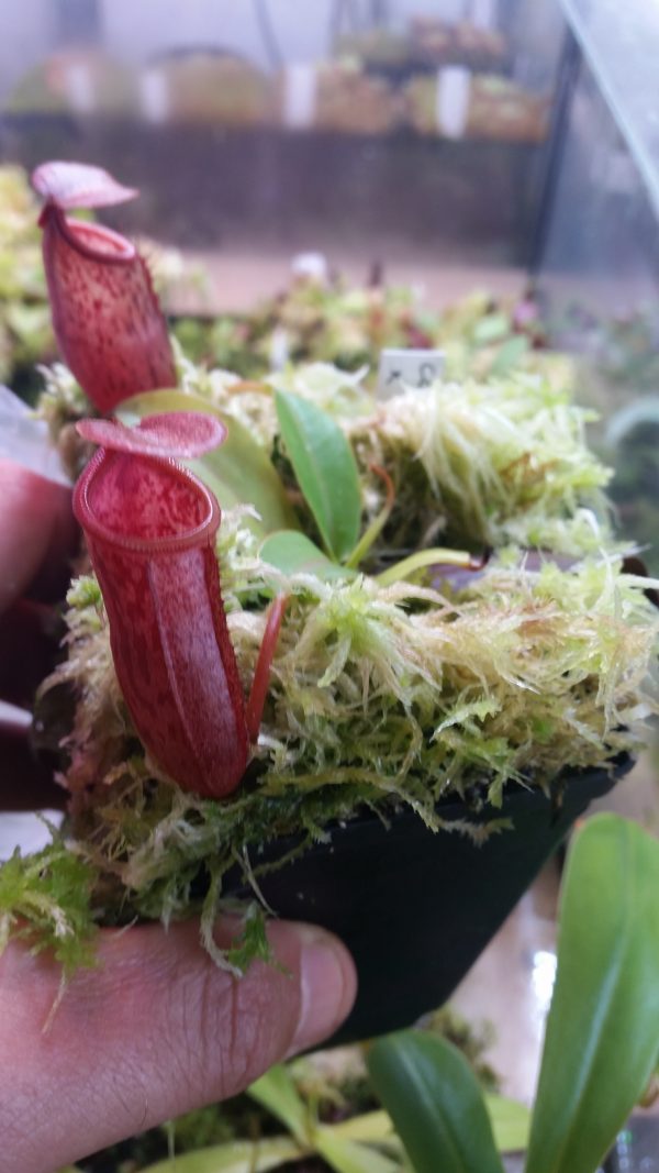 Nepenthes copelandii x mira