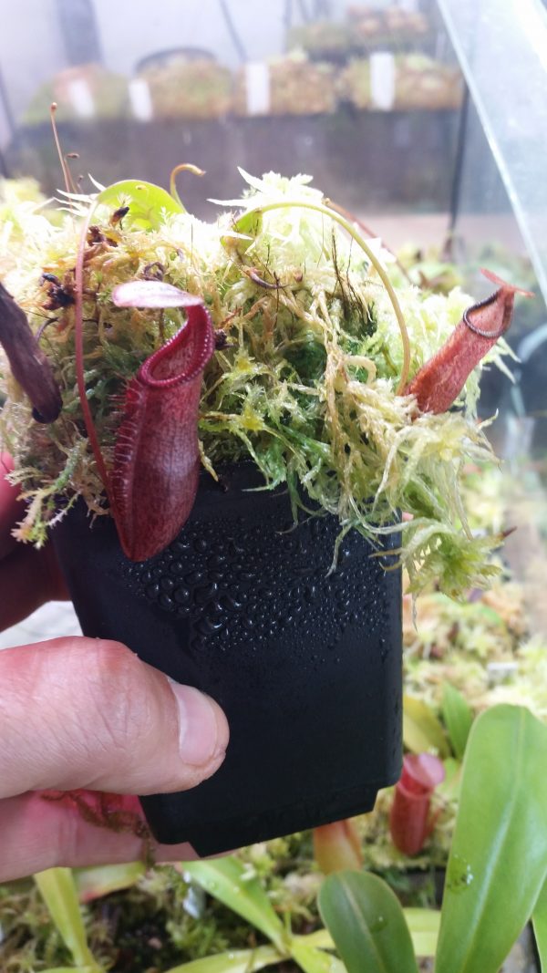 Nepenthes densiflora