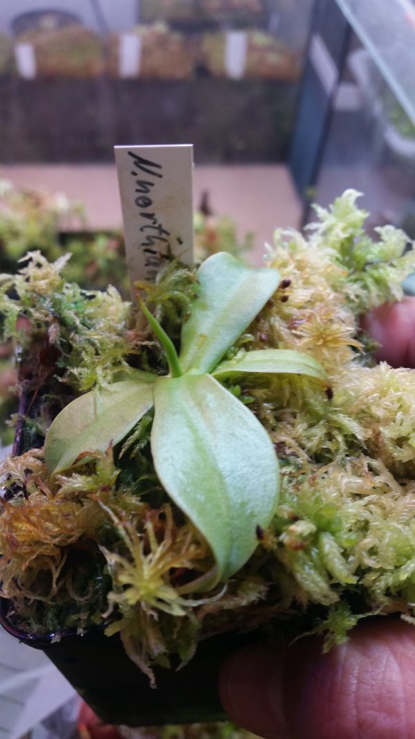 Nepenthes northiana