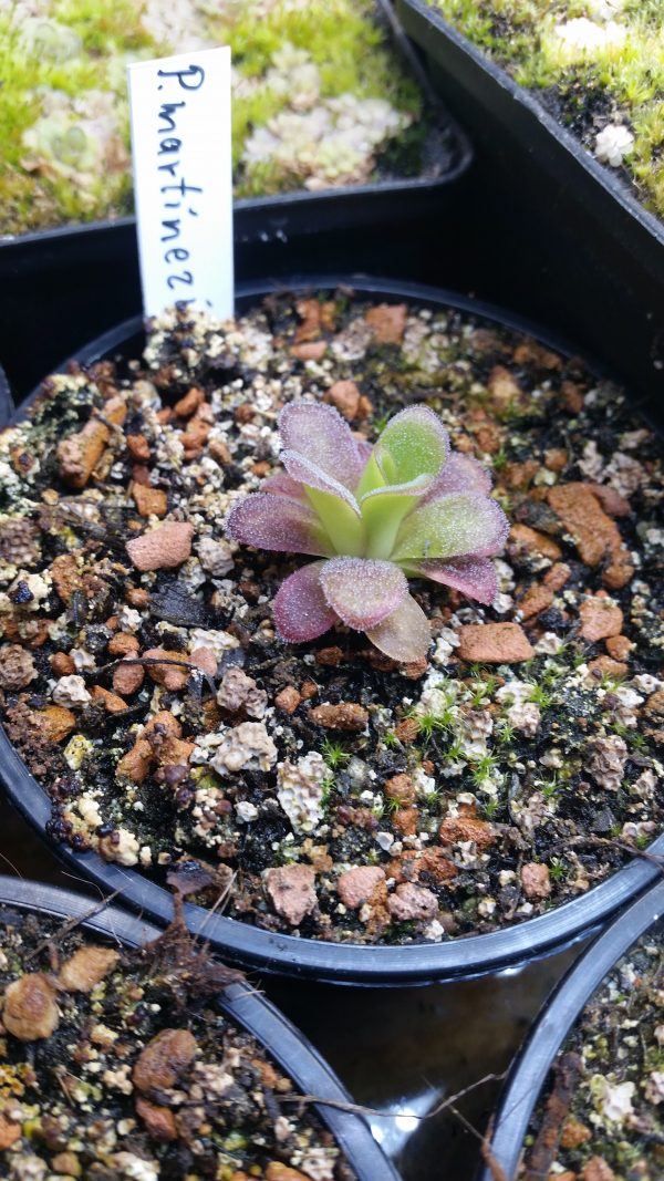 Pinguicula martinezii