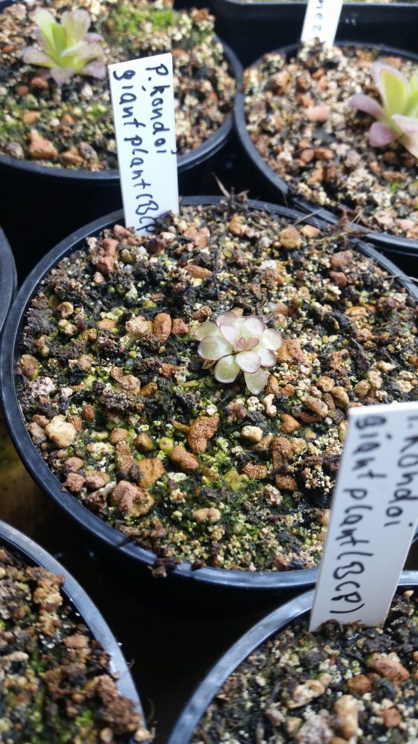 Pinguicula kondoi giant plant