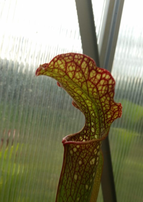 Sarracenia oreophila Sand Mountain x leucophylla MSL 20C