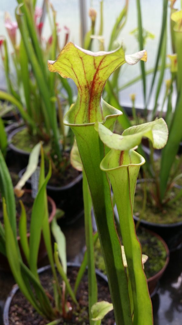 Sarracenia flava rubricorpora Sfrb 25