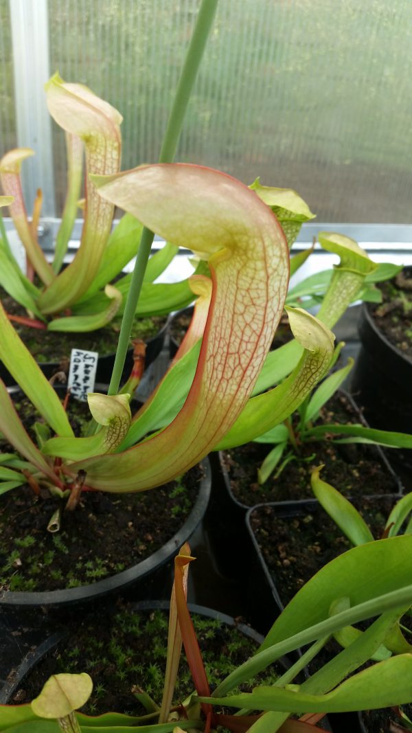 Sarracenia hummers hammerhead Hybrid Samen (10 Stk.)