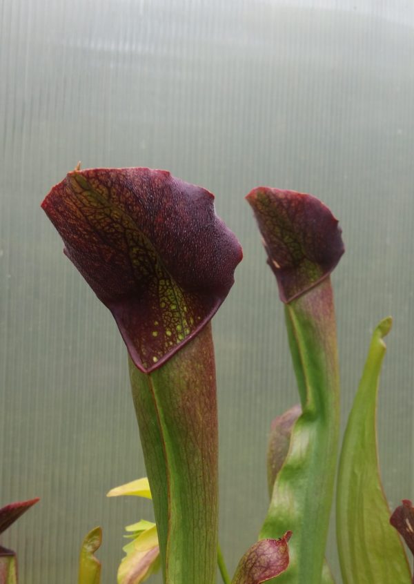 Sarracenia willisii x minor Samen (10 Stk.) – Bild 2