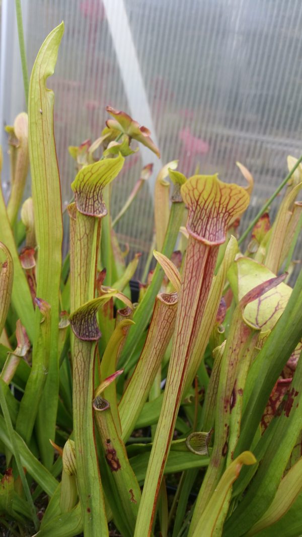 Sarracenia rubra