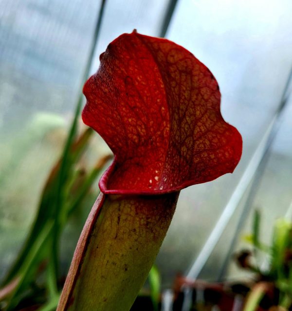 Sarracenia willisii x minor Samen (10 Stk.)
