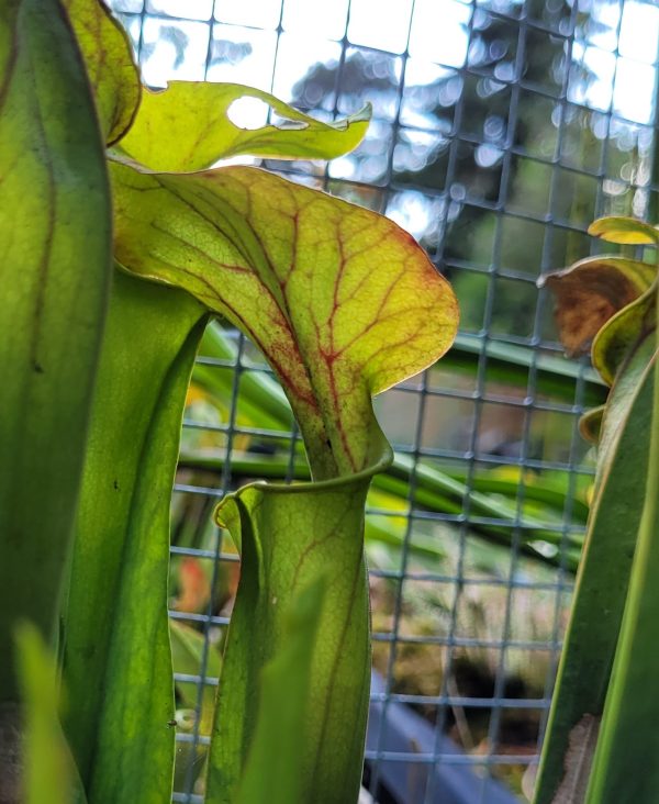Sarracenia flava var. rugelii giant