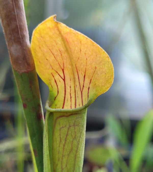 Sarracenia Angebot 1, 5 flava Kultivare – Bild 6