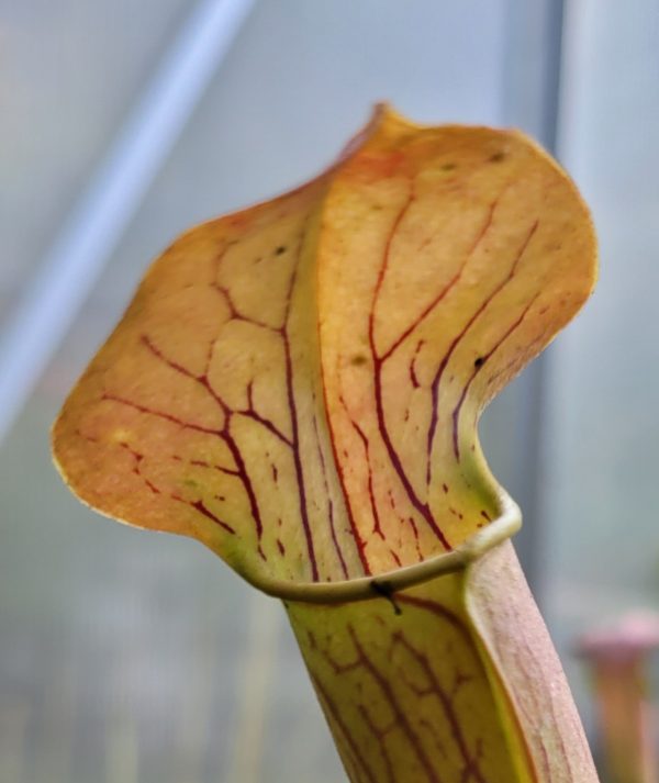 Sarracenia alata – Bild 2