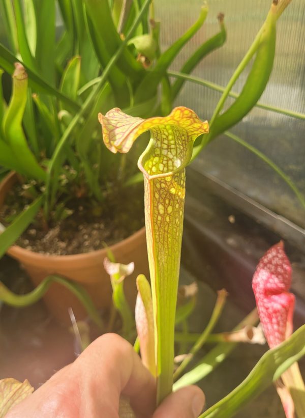 Sarracenia flava var. rubricorpora "pink"
