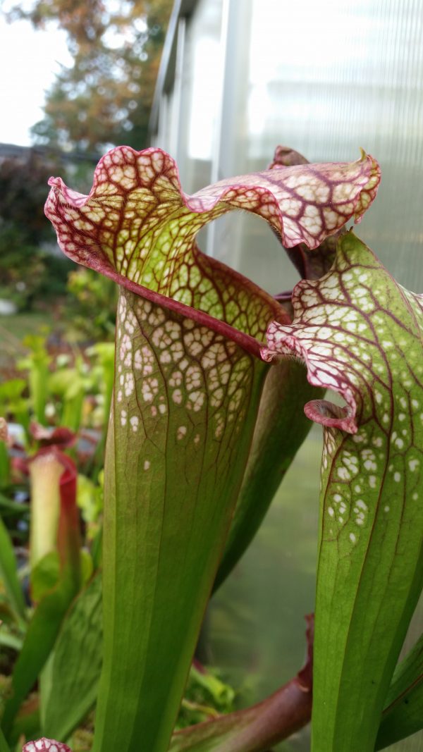 Sarracenia leucophylla Samen (10 Stk.)