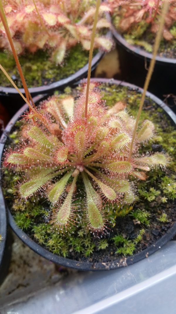 Drosera nidiformis