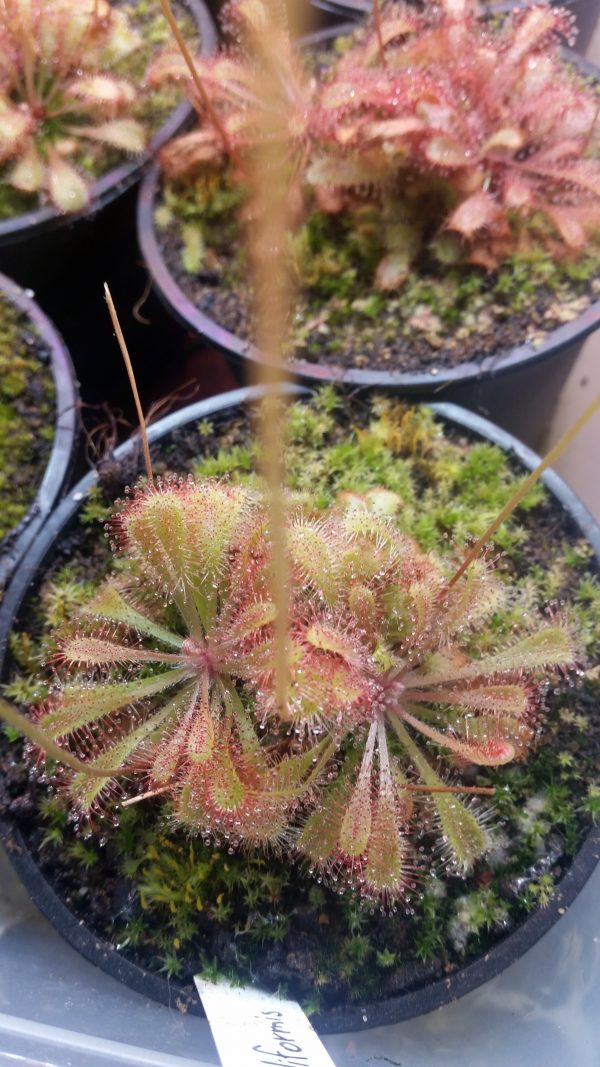 Drosera nidiformis – Bild 2