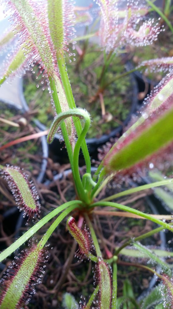Drosera capensis hairy