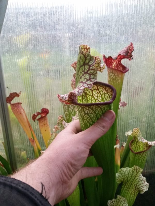 Sarracenia leucophylla Samen (10 Stk.) – Bild 2