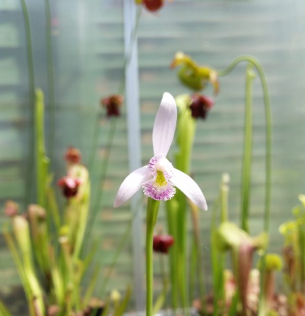 Pegonia ophioglossoides - Moor Orchidee