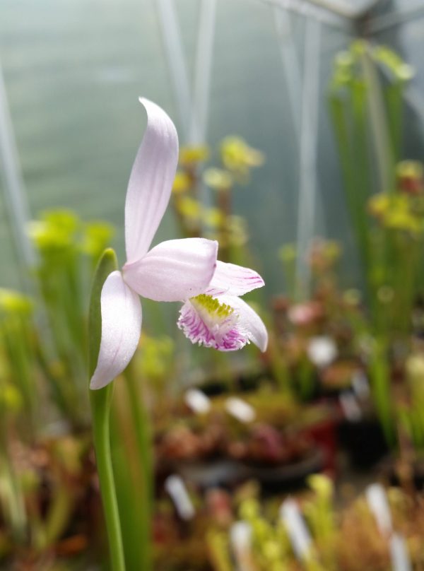 Pegonia ophioglossoides - Moor Orchidee – Bild 2