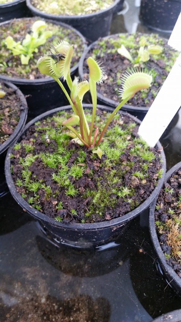 Dionaea giant form x piranha