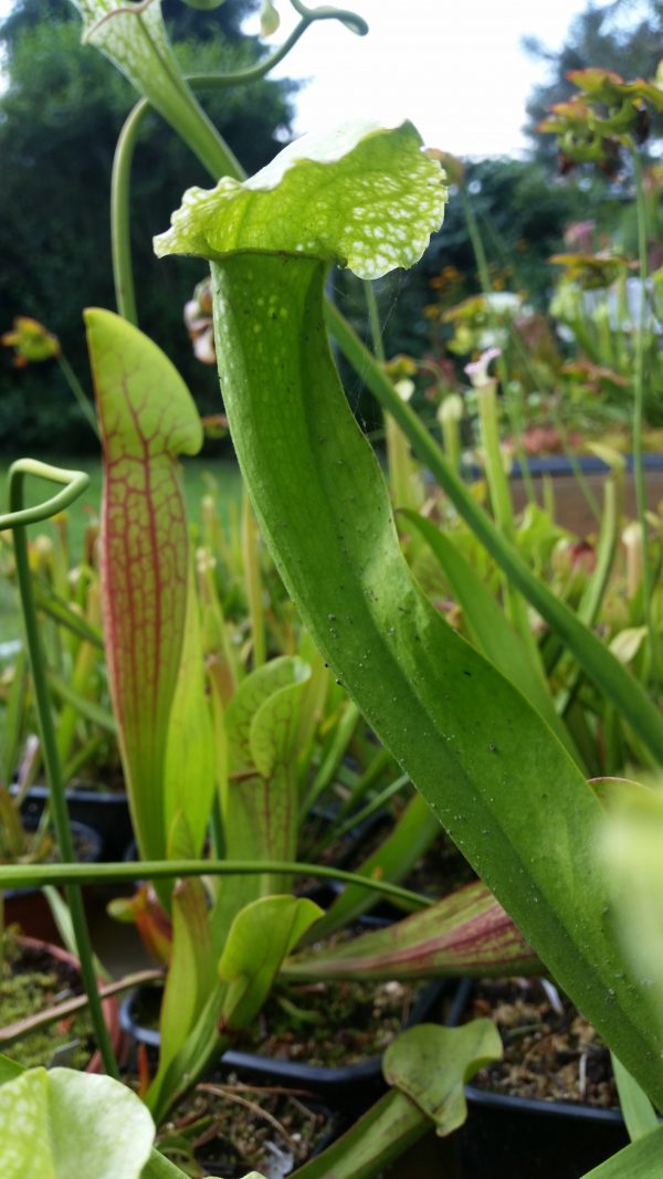 Sarracenia leucophylla anthocyanin free x courtii anthocyanin free – Bild 2