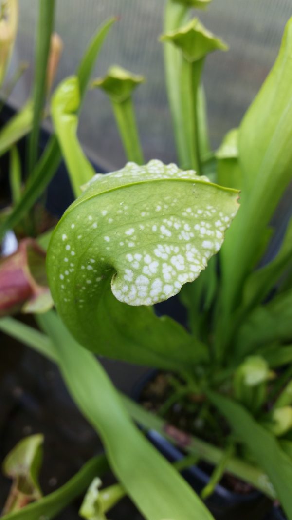 Sarracenia leucophylla anthocyanin free x courtii anthocyanin free