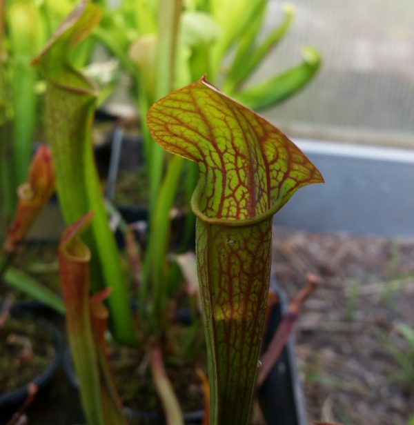 Sarracenia willisii x flava