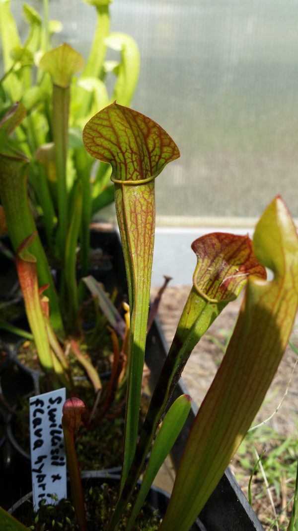 Sarracenia willisii x flava – Bild 2