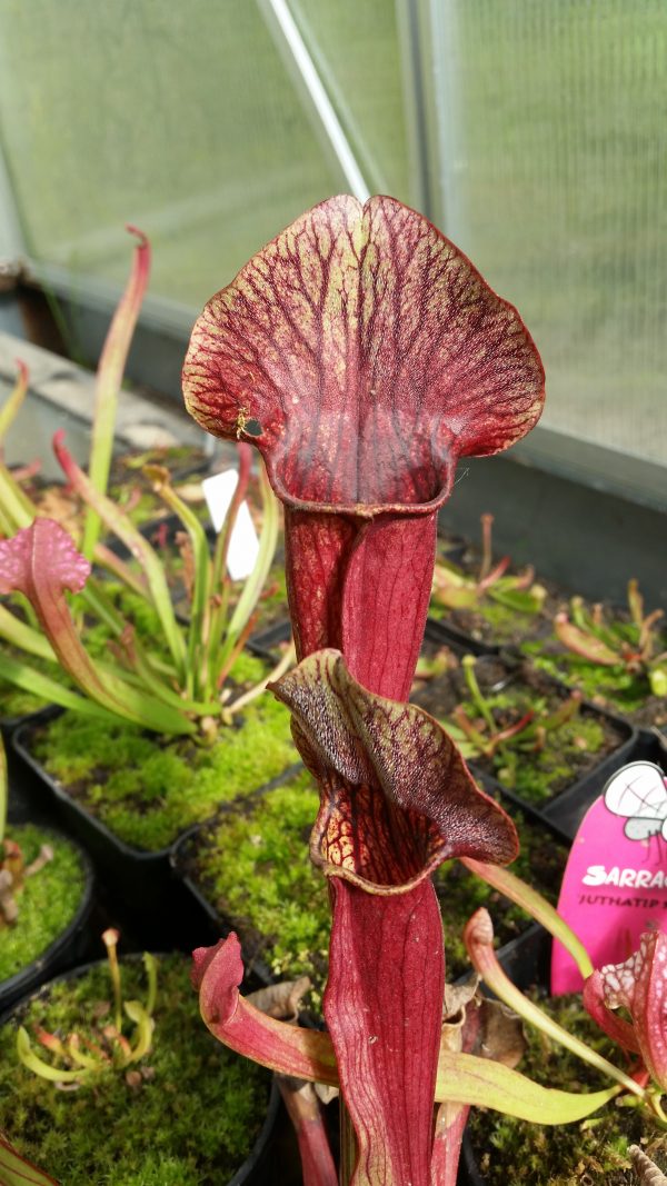 Sarracenia popei