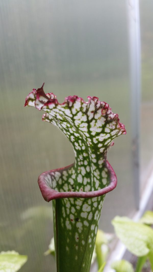 Sarracenia leucophylla "white pink" big lip, Botanischer Garten Prag Samen (10 Stk.)