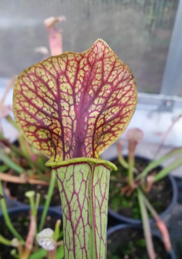 Sarracenia oreophila havily veined