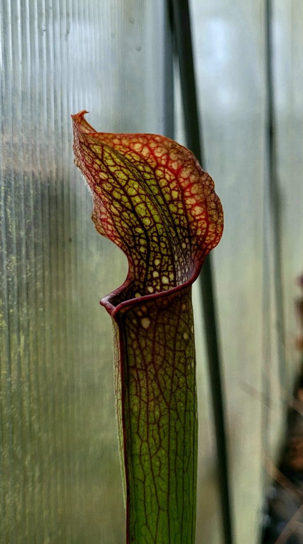 Sarracenia alata red lid