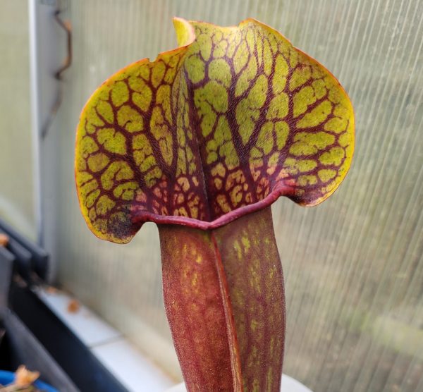 Sarracenia abandoned hope hybrid Samen (10 Stk.)
