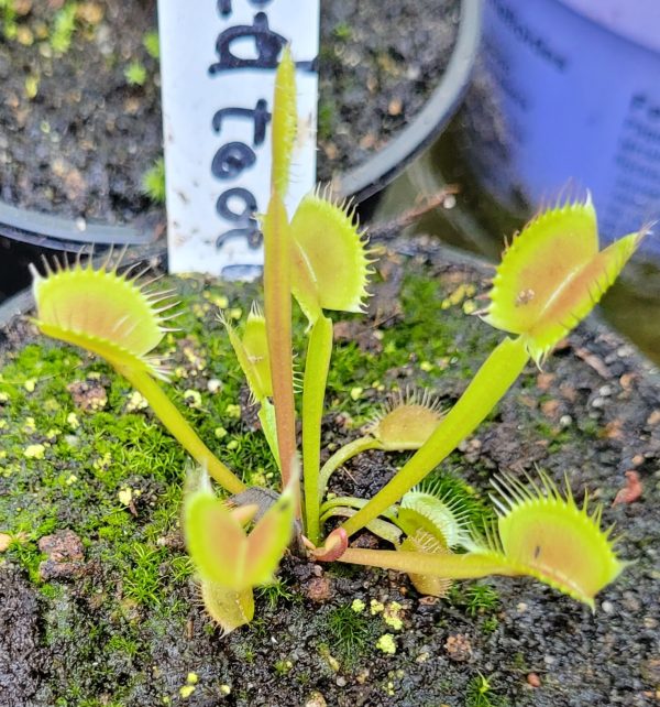 Dionaea cropped tooth
