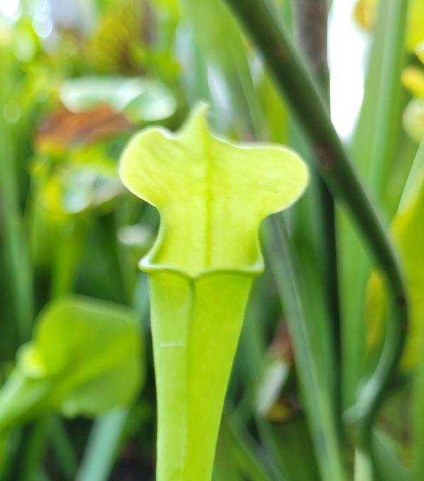 Sarracenia rubra ssp. jonesii heterophylla