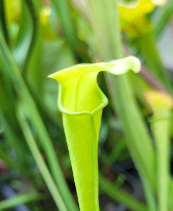 Sarracenia rubra ssp. jonesii heterophylla – Bild 2