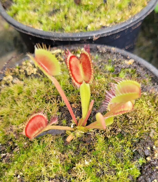 Dionaea cropped tooth – Bild 2