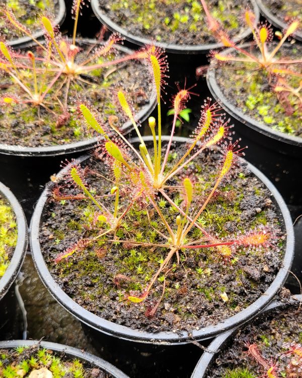 Drosera anglica – Bild 2