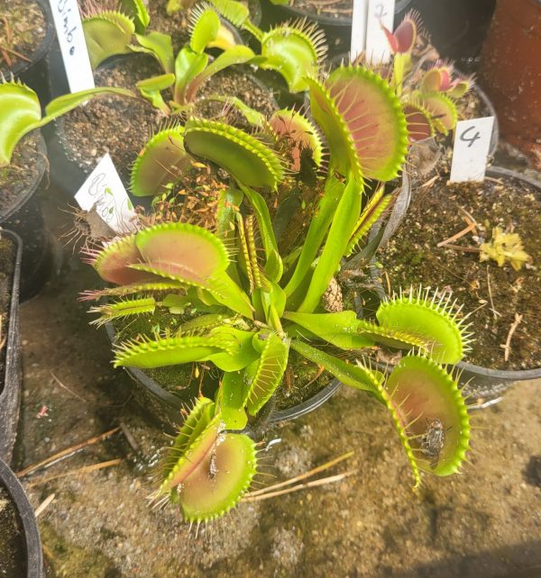 Dionaea bimbo