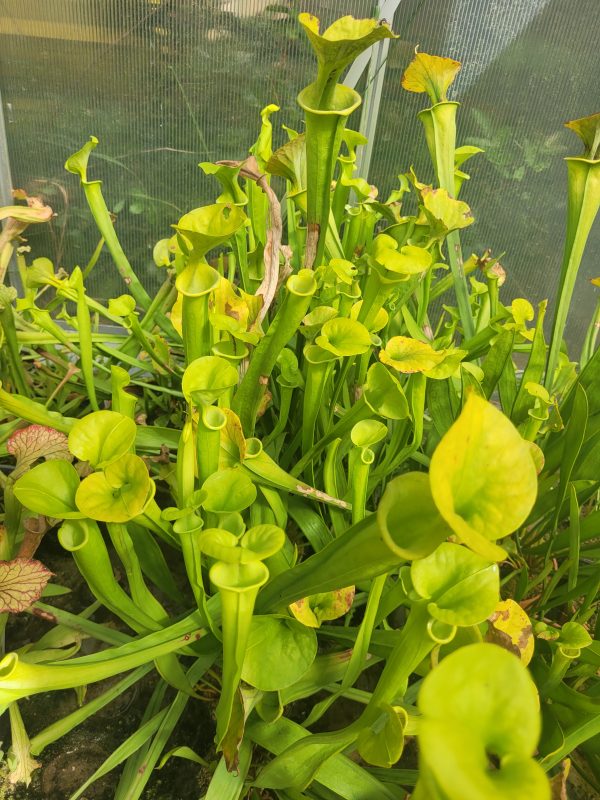 Sarracenia flava var. Rugelii Reading University x flava rugelii Edmund SC